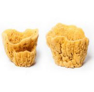 Natural Vase Sea Sponge - Small - The Naked Soaps Co